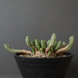 E.コリクリナ 03