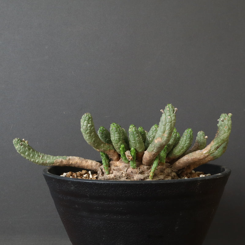 E.コリクリナ 03