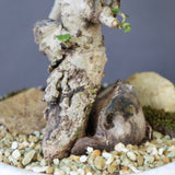 【QUTOTEN.】オオハマボウ　EC1995