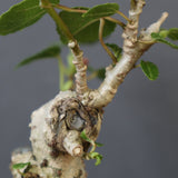 【QUTOTEN.】オオハマボウ　EC1995