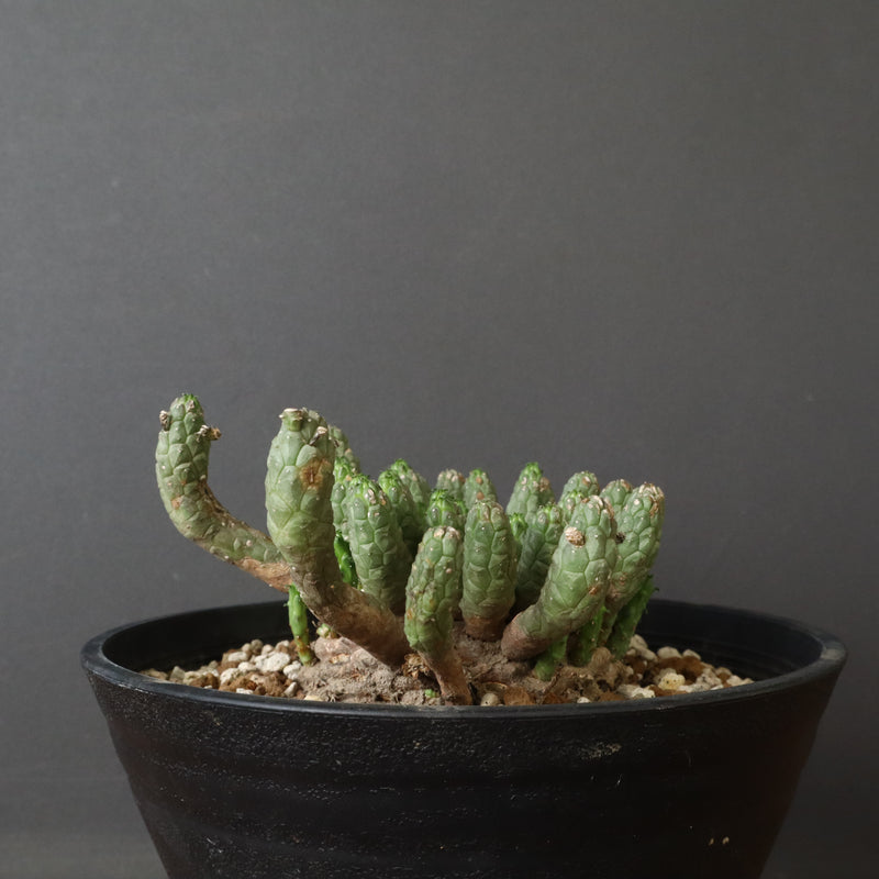 E.コリクリナ 03