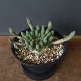 E.コリクリナ 03