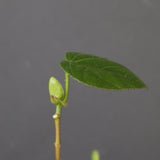 【QUTOTEN.】オオハマボウ　EC1995