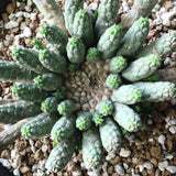 E.コリクリナ 03