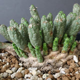 E.コリクリナ 03