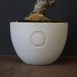 【QUTOTEN.】オオハマボウ　EC1995