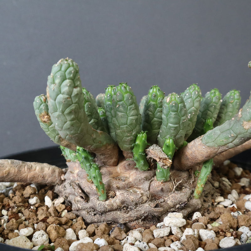 E.コリクリナ 03