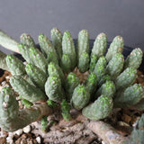 E.コリクリナ 03