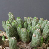 E.コリクリナ 03