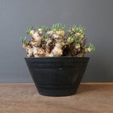 T.レティキュラータス 68