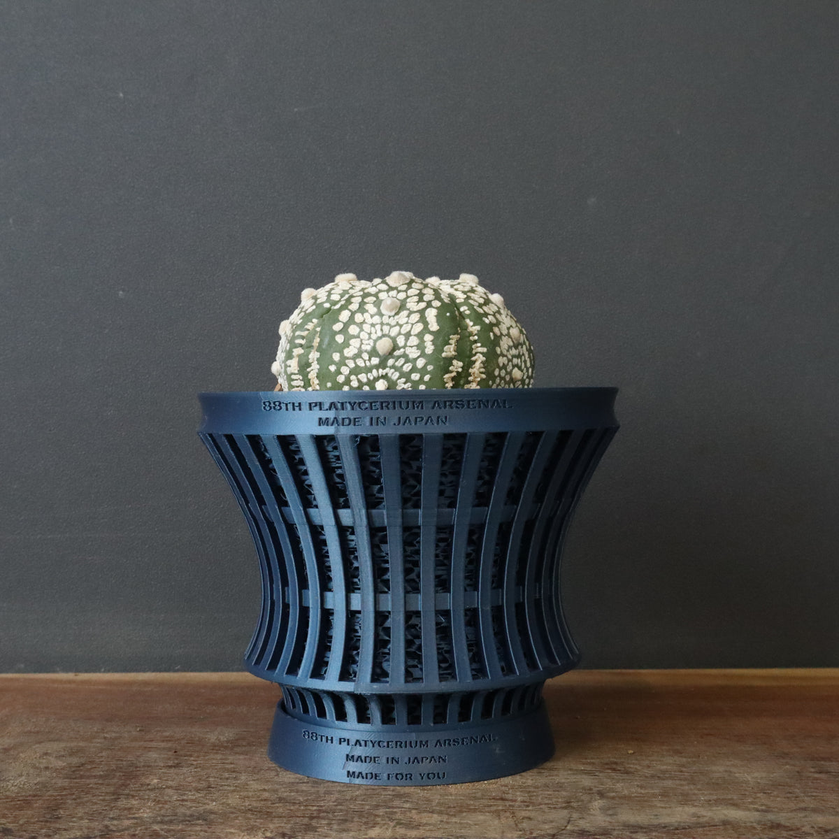 ★☆太刺フェロシオール　実生☆★ 観葉植物 – 4ページ目 – TaiShoDo ONLINE SHOP