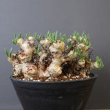 T.レティキュラータス 68