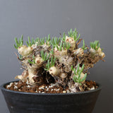 T.レティキュラータス 68