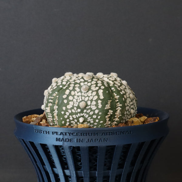 【八八工廠】アストロフィツム スーパー兜丸（実生）　