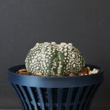 【八八工廠】アストロフィツム スーパー兜丸（実生）　