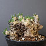 T.レティキュラータス 68