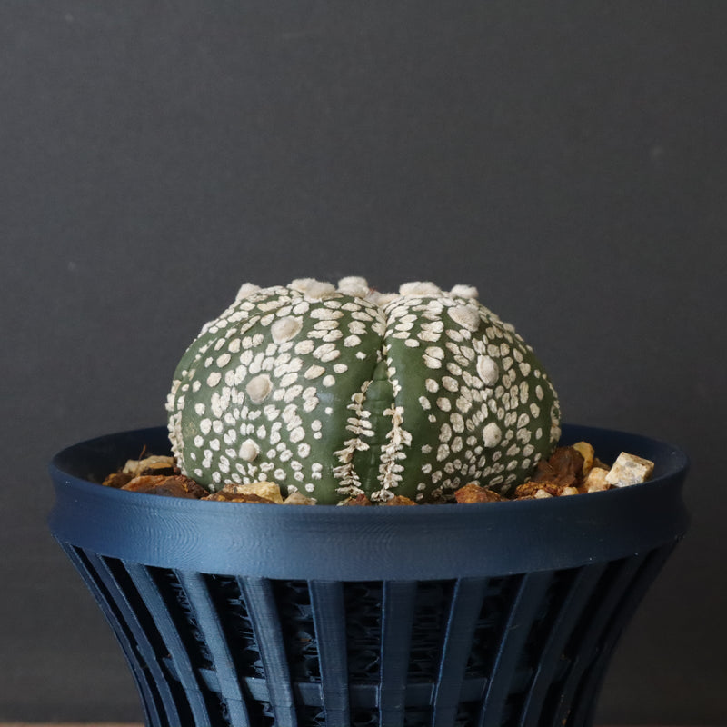 【八八工廠】アストロフィツム スーパー兜丸（実生）　