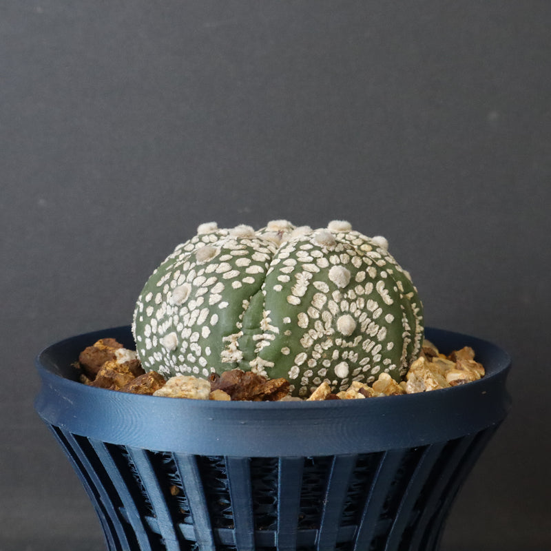 【八八工廠】アストロフィツム スーパー兜丸（実生）　