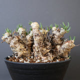 T.レティキュラータス 68