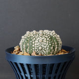 【八八工廠】アストロフィツム スーパー兜丸（実生）　