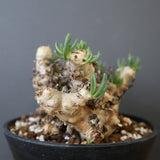 T.レティキュラータス 68