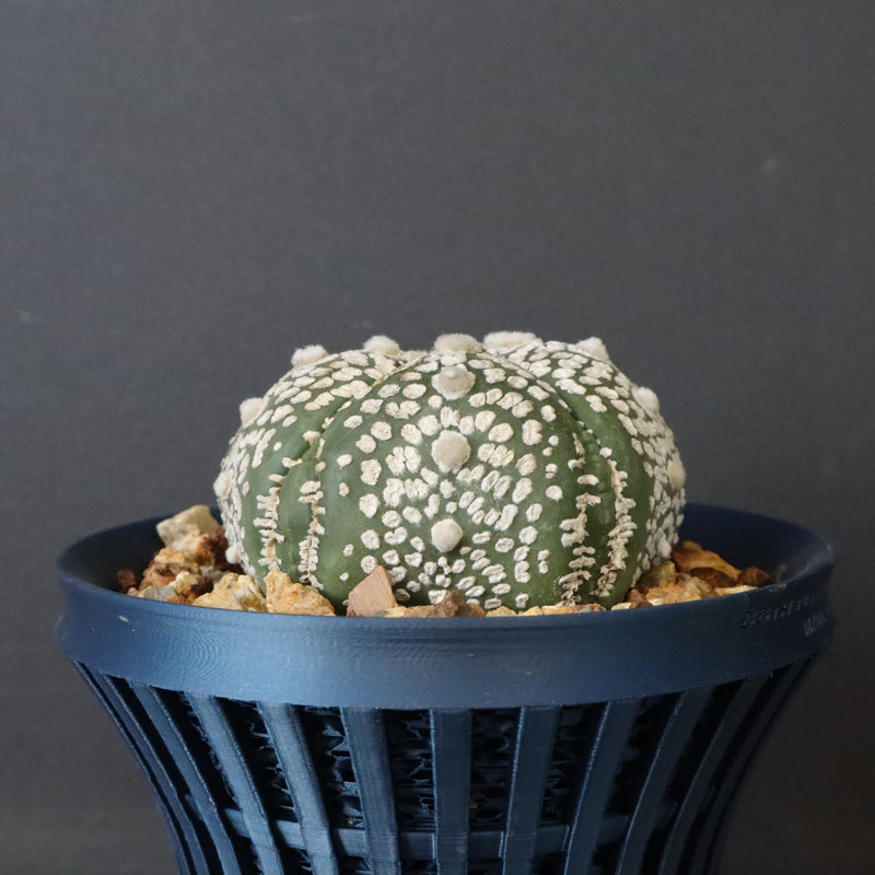 【八八工廠】アストロフィツム スーパー兜丸（実生）　