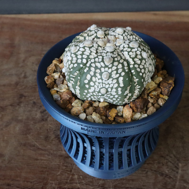 【八八工廠】アストロフィツム スーパー兜丸（実生）　