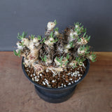 T.レティキュラータス 68