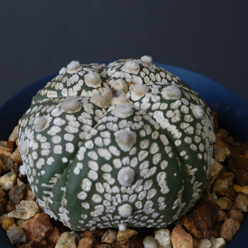 【八八工廠】アストロフィツム スーパー兜丸（実生）　