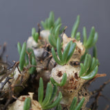 T.レティキュラータス 68