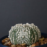 【八八工廠】アストロフィツム スーパー兜丸（実生）　