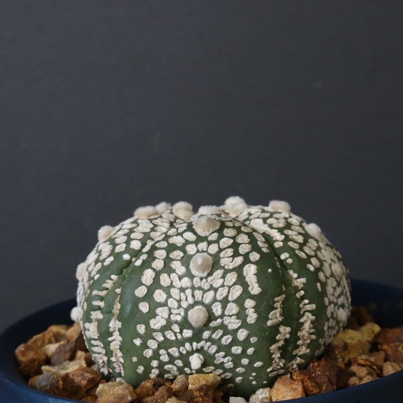 【八八工廠】アストロフィツム スーパー兜丸（実生）　