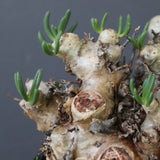 T.レティキュラータス 68