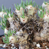 T.レティキュラータス 68