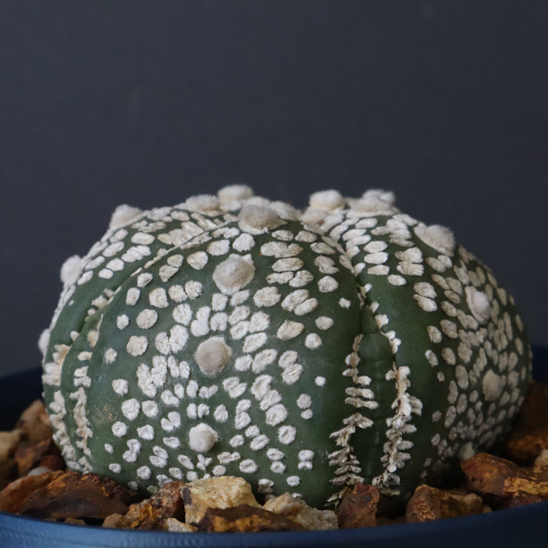 【八八工廠】アストロフィツム スーパー兜丸（実生）　