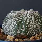 【八八工廠】アストロフィツム スーパー兜丸（実生）　