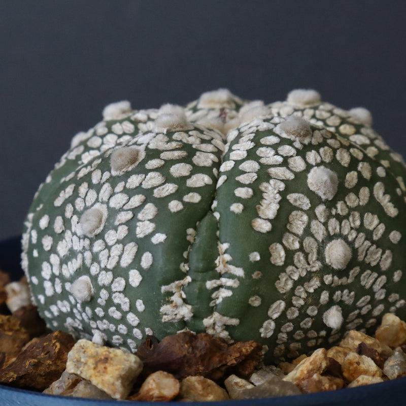 【八八工廠】アストロフィツム スーパー兜丸（実生）　