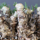 T.レティキュラータス 68