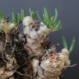 T.レティキュラータス 68