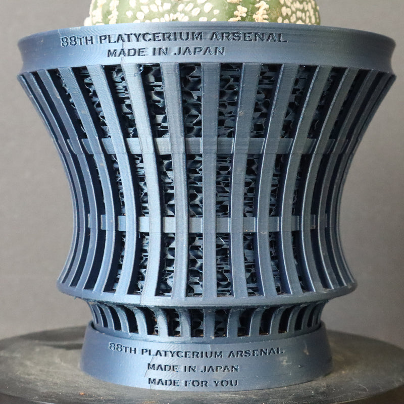 【八八工廠】アストロフィツム スーパー兜丸（実生）　