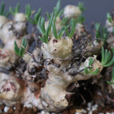 T.レティキュラータス 68