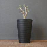 P.ディスカラー (実生) EC1989