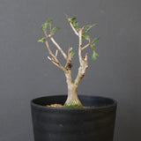 P.ディスカラー (実生) EC1989