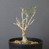 P.ディスカラー (実生) EC1989