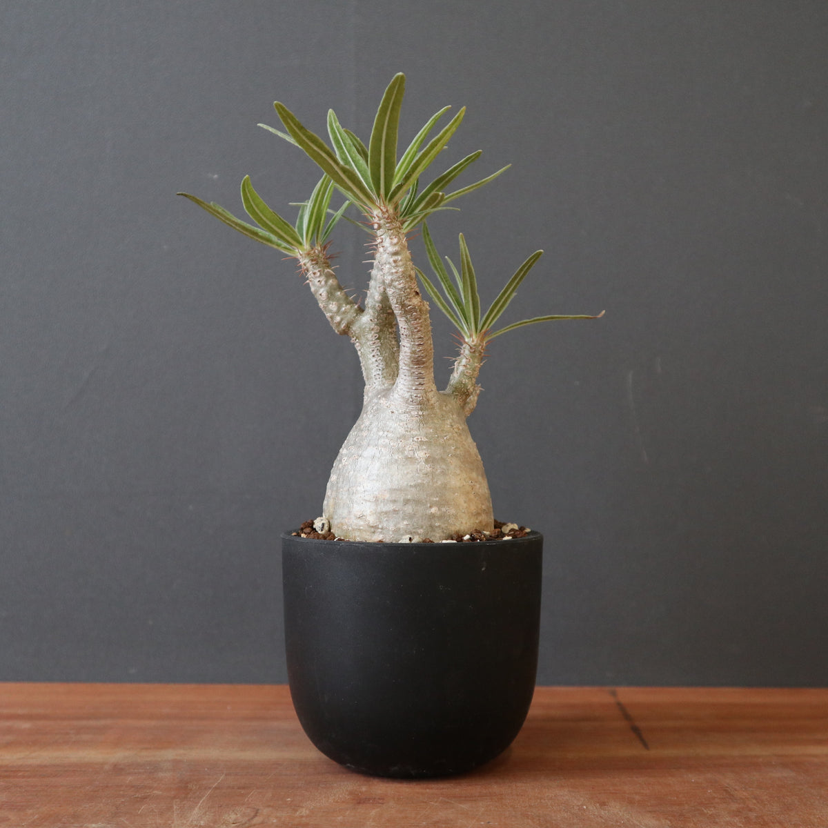 塊根植物 – 5ページ目 – TaiShoDo ONLINE SHOP