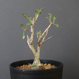 P.ディスカラー (実生) EC1989