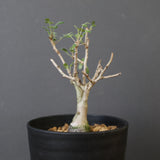 P.ディスカラー (実生) EC1989