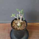 P.ディスカラー (実生) EC1989