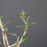 P.ディスカラー (実生) EC1989