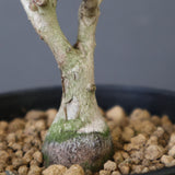 P.ディスカラー (実生) EC1989